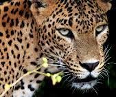 How to Plan an Adventure Holiday in Negombo