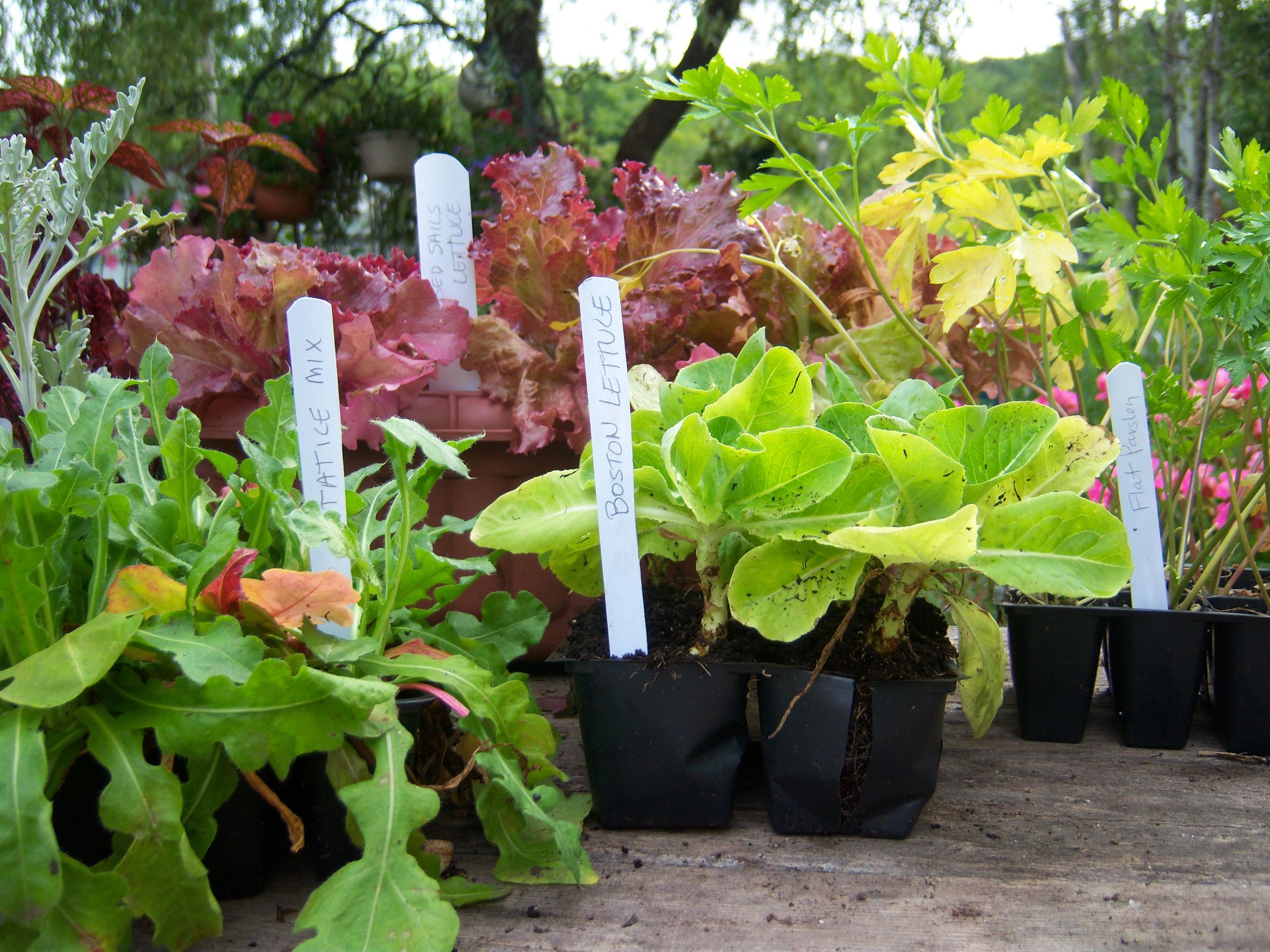 Easy to Make Plant Markers From Mini-Blinds