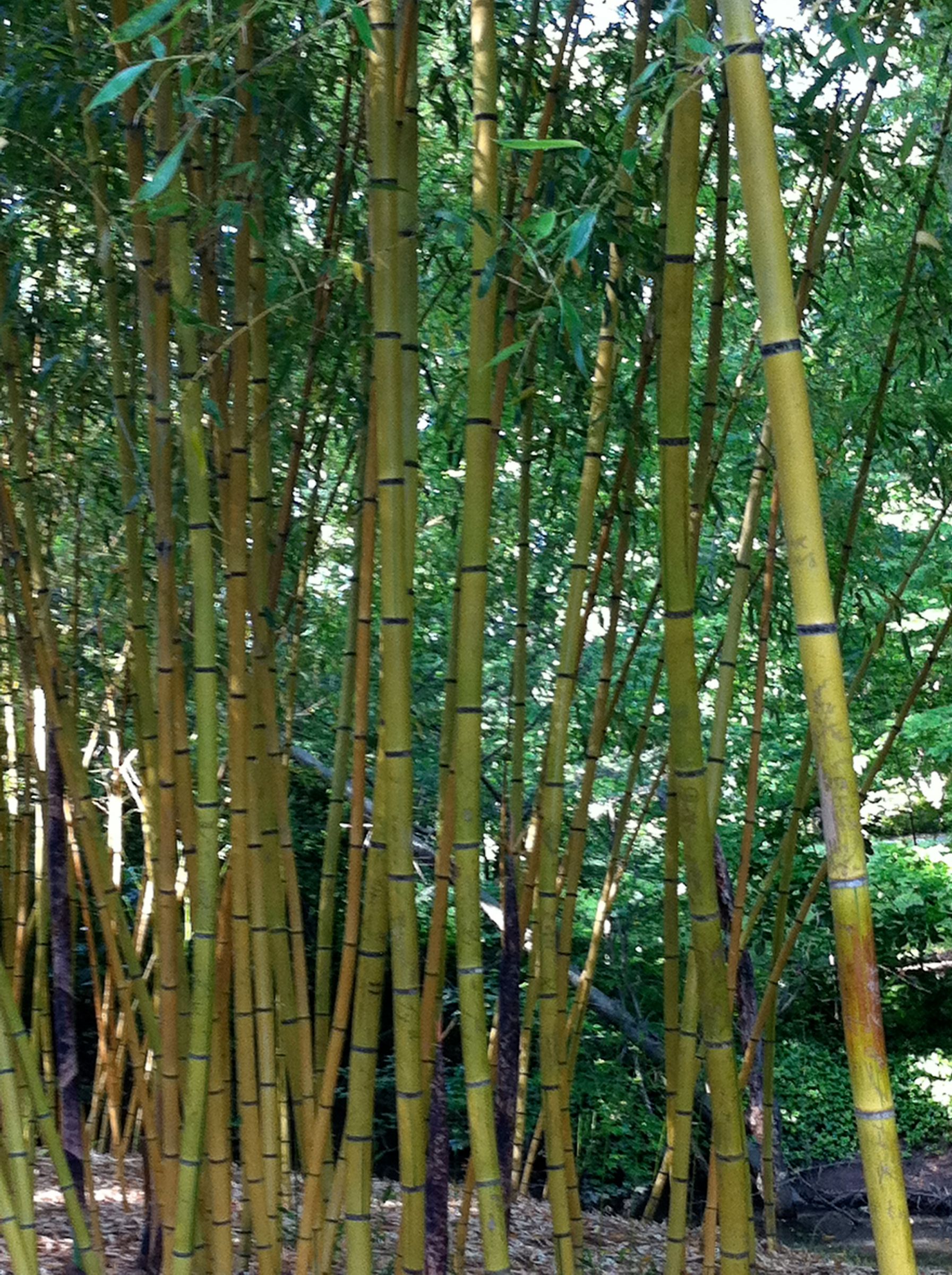 Bamboo Forest