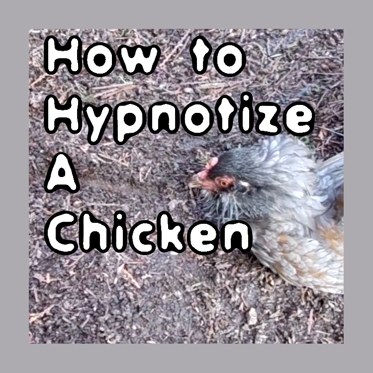 How to Hypnotize a Chicken