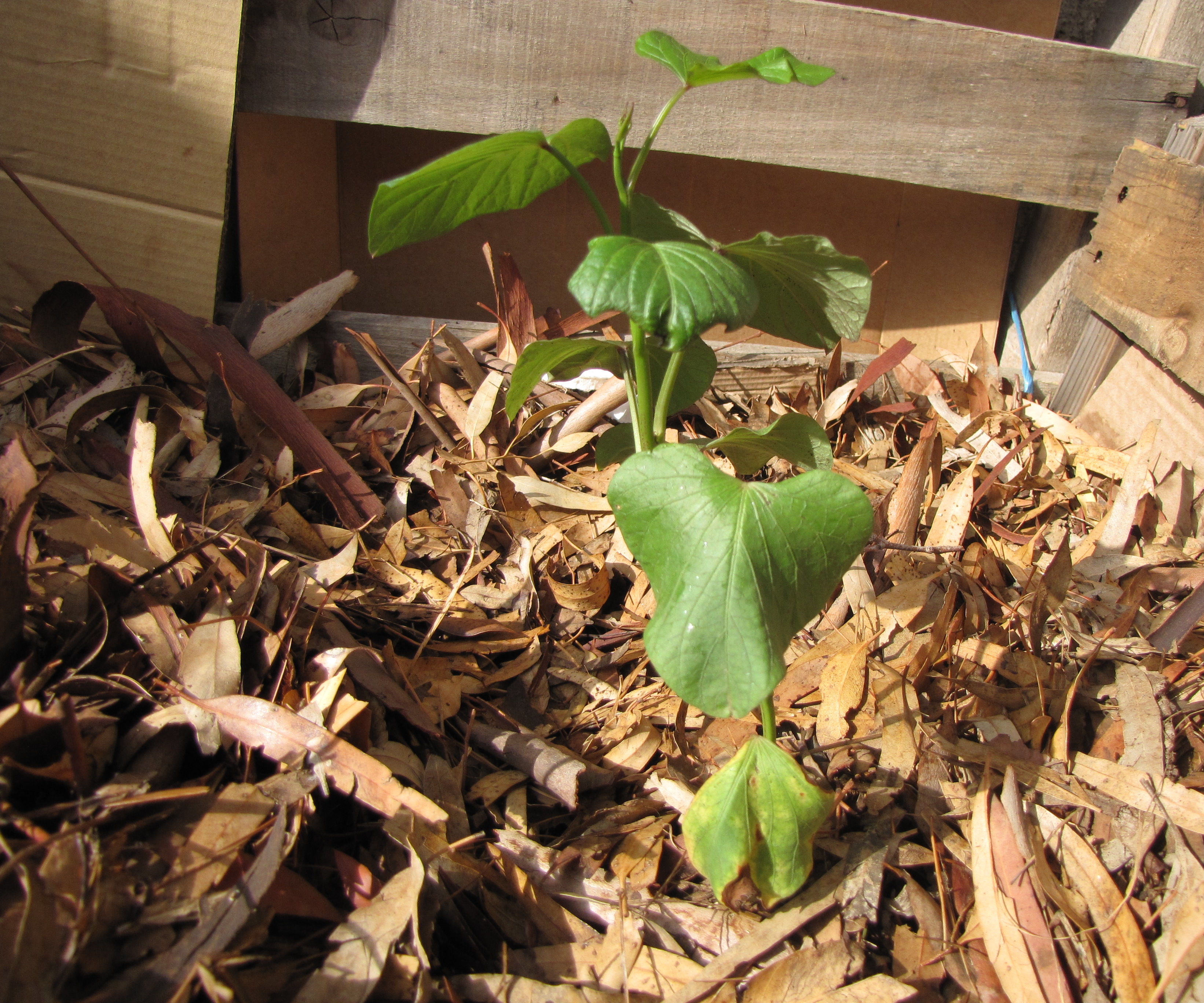 The Trash Garden (a Zero Cost, Easy Raised Bed)
