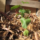 The Trash Garden (a Zero Cost, Easy Raised Bed)