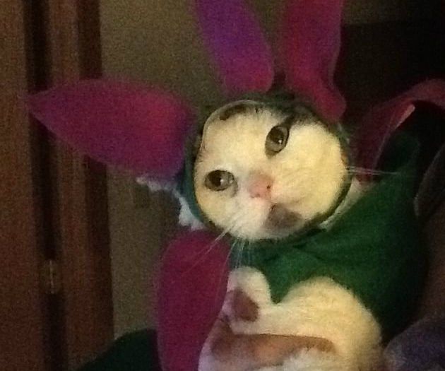 How to Create a Cute Flower Cat Costume
