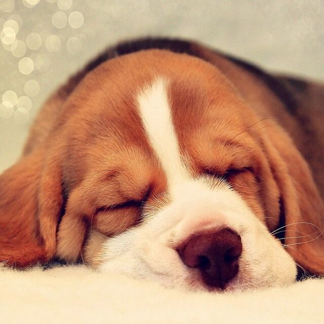 dog lover109