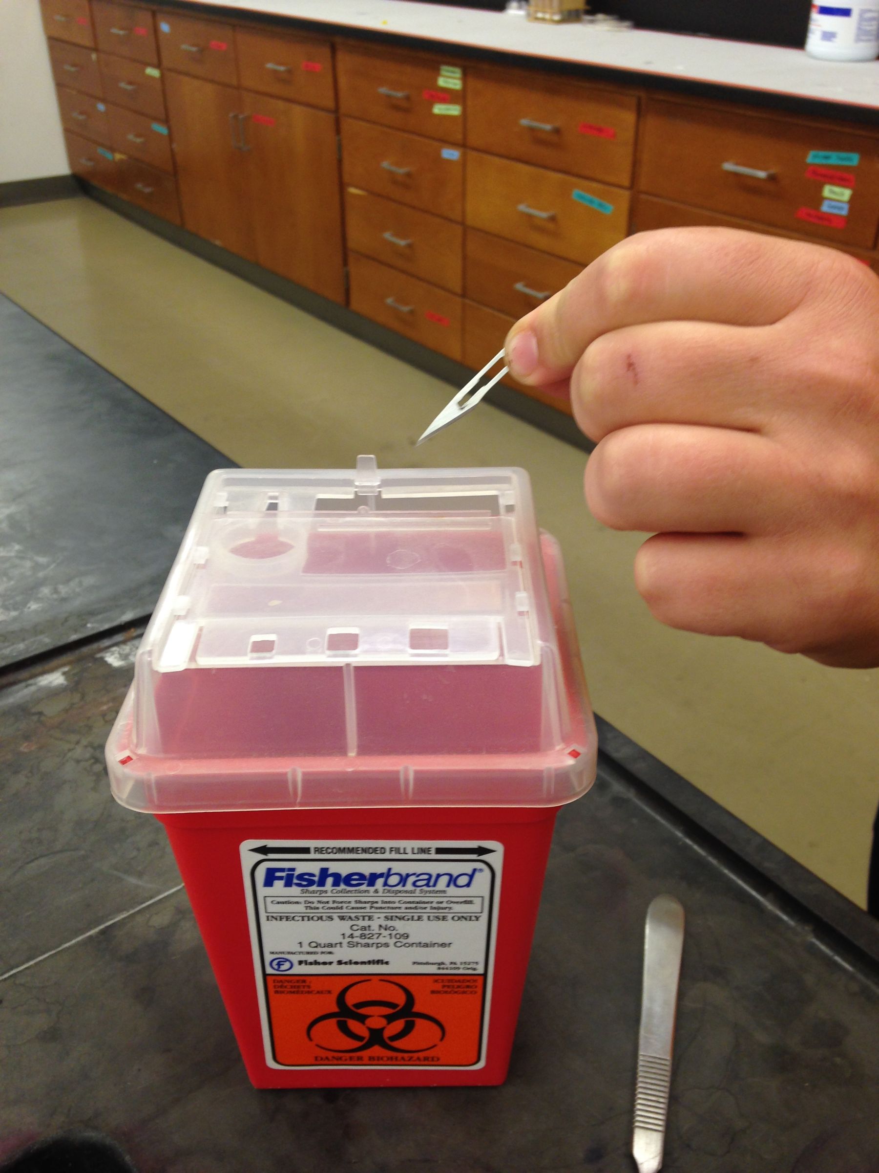 How to Properly Dispose of an American Bullfrog After Dissection 11
