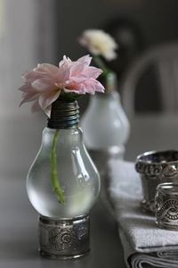Planting a Water Plant Into the Bulb