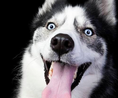 How to Squish Your Hesky