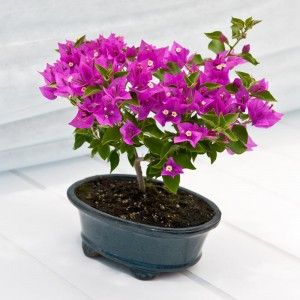 Gift Plants That Have Special Meaning