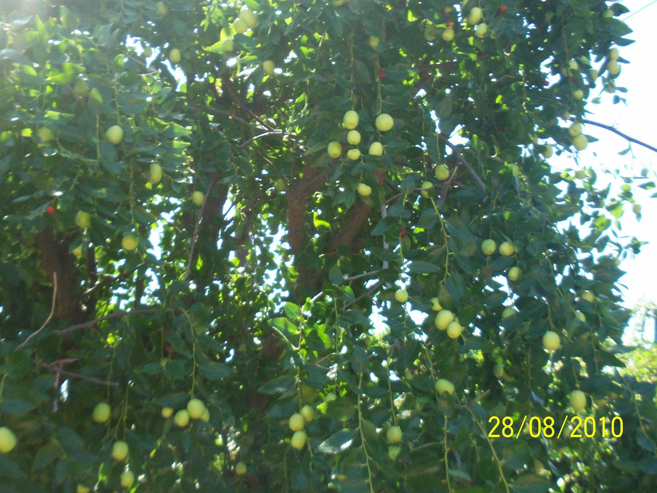 Trees and Weird Chinese Fruits