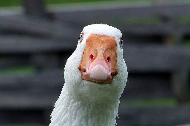 badgoose