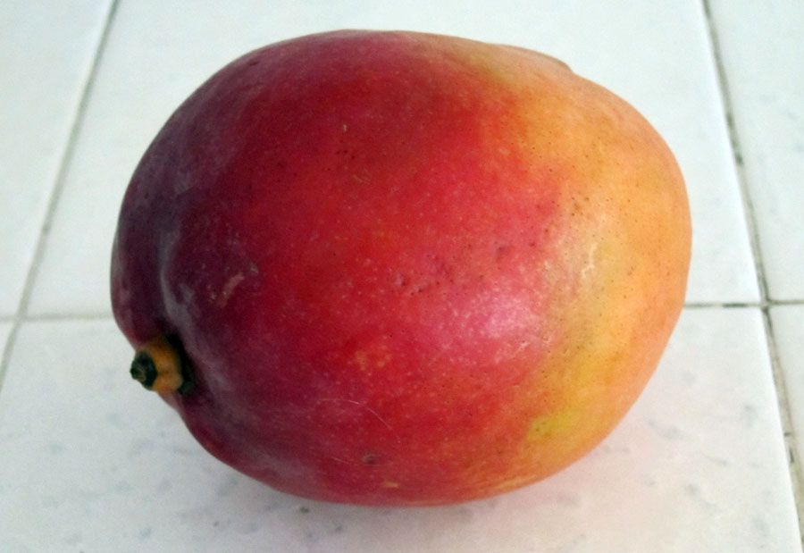 Gardening From the Grocery Store - MANGOS