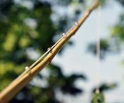How to Make a Fishing Pole 