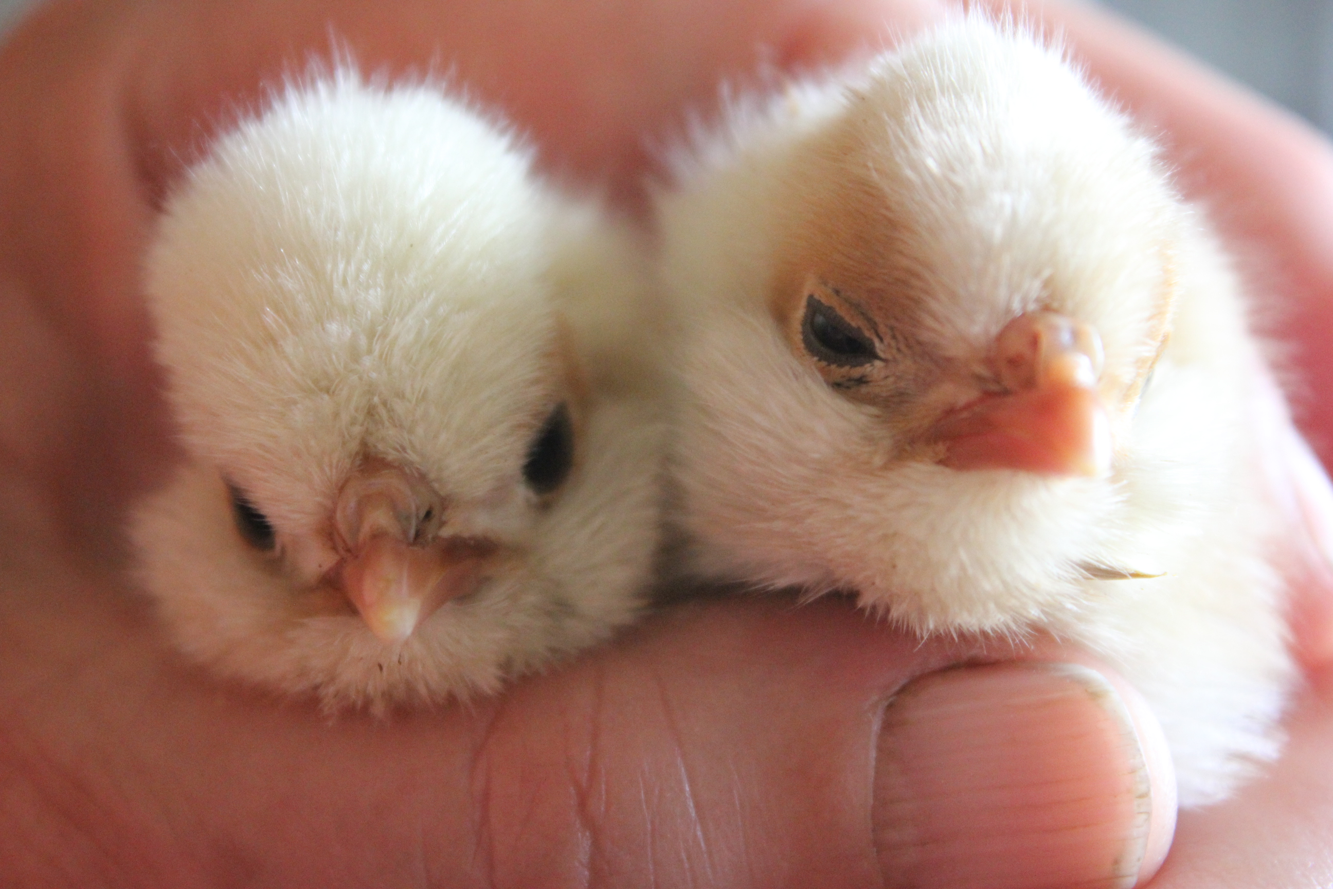 Polish Hens Don't Go Broody, Sez Who? La Poule Padoue, Non Couveuse? Ma Gallina Paduana Clueca