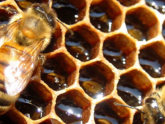 Building a Honey Extractor (using an 'antique' Washing Machine)