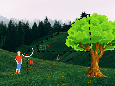 Measuring the Height of a Tree