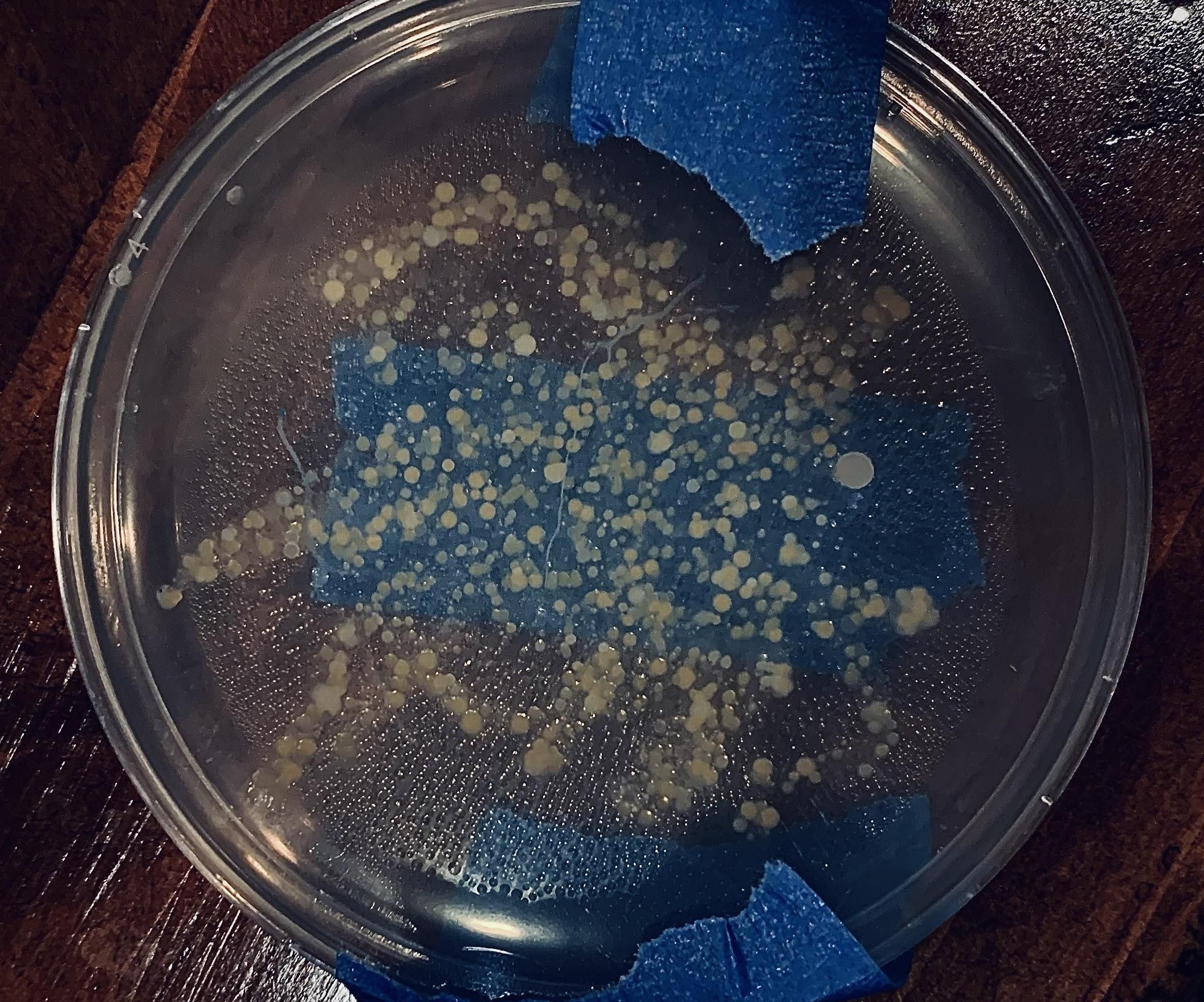 Dirty Hands; the Science Behind Cleaning Your Hands