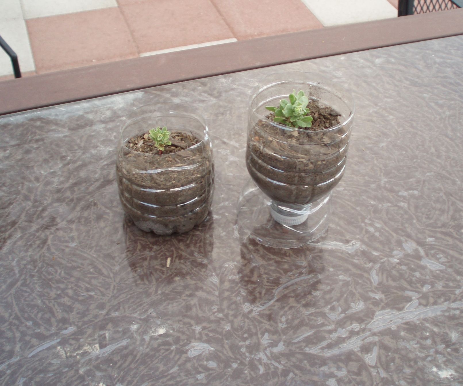 Seed Starter Pots for Free!
