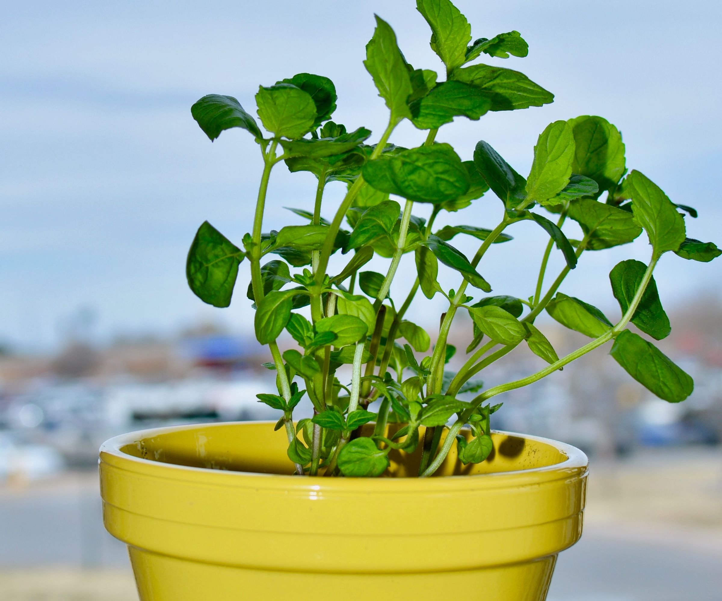 How to Transplant a Mint Plant to a Potter