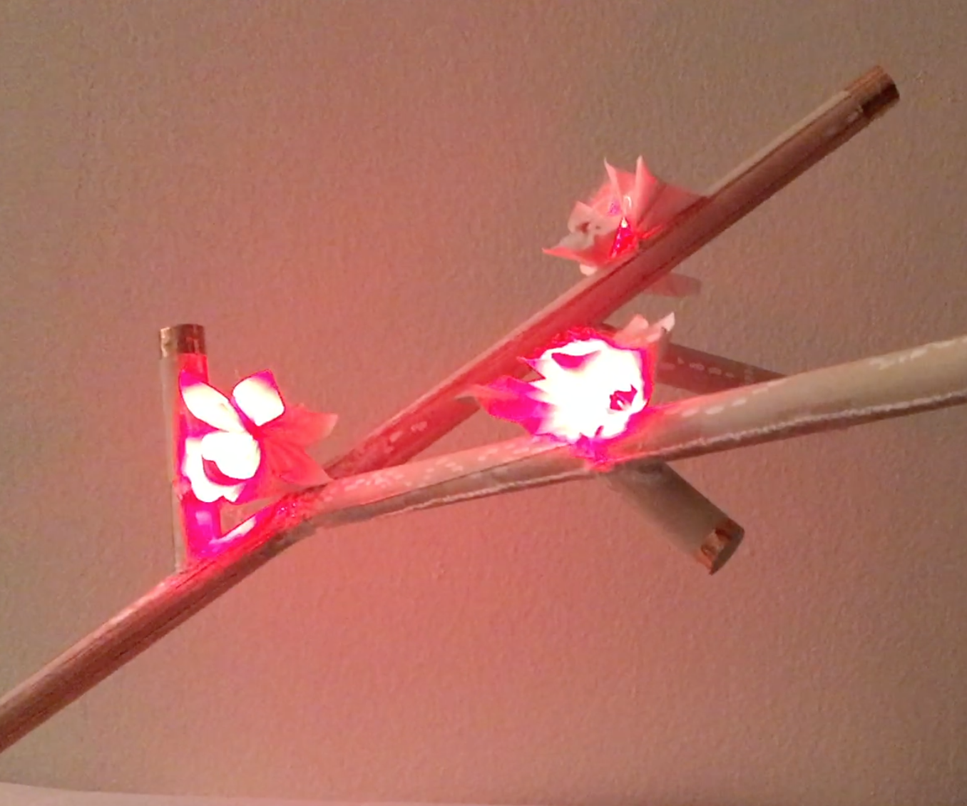 Even if the last leaf falls..