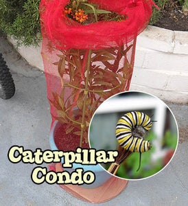Caterpillar Condo and Metamorphosis Hut