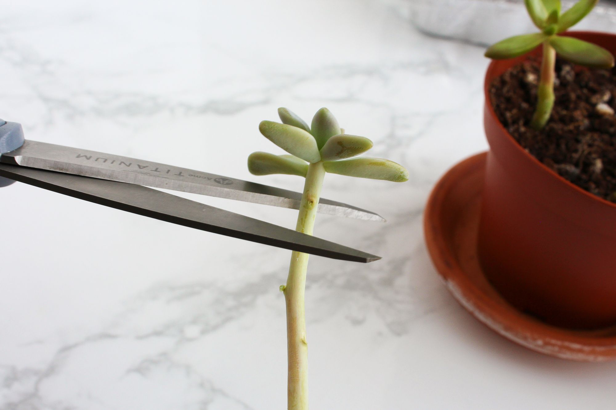 How to Take & Grow Succulents From Cuttings 5 Steps (with Pictures