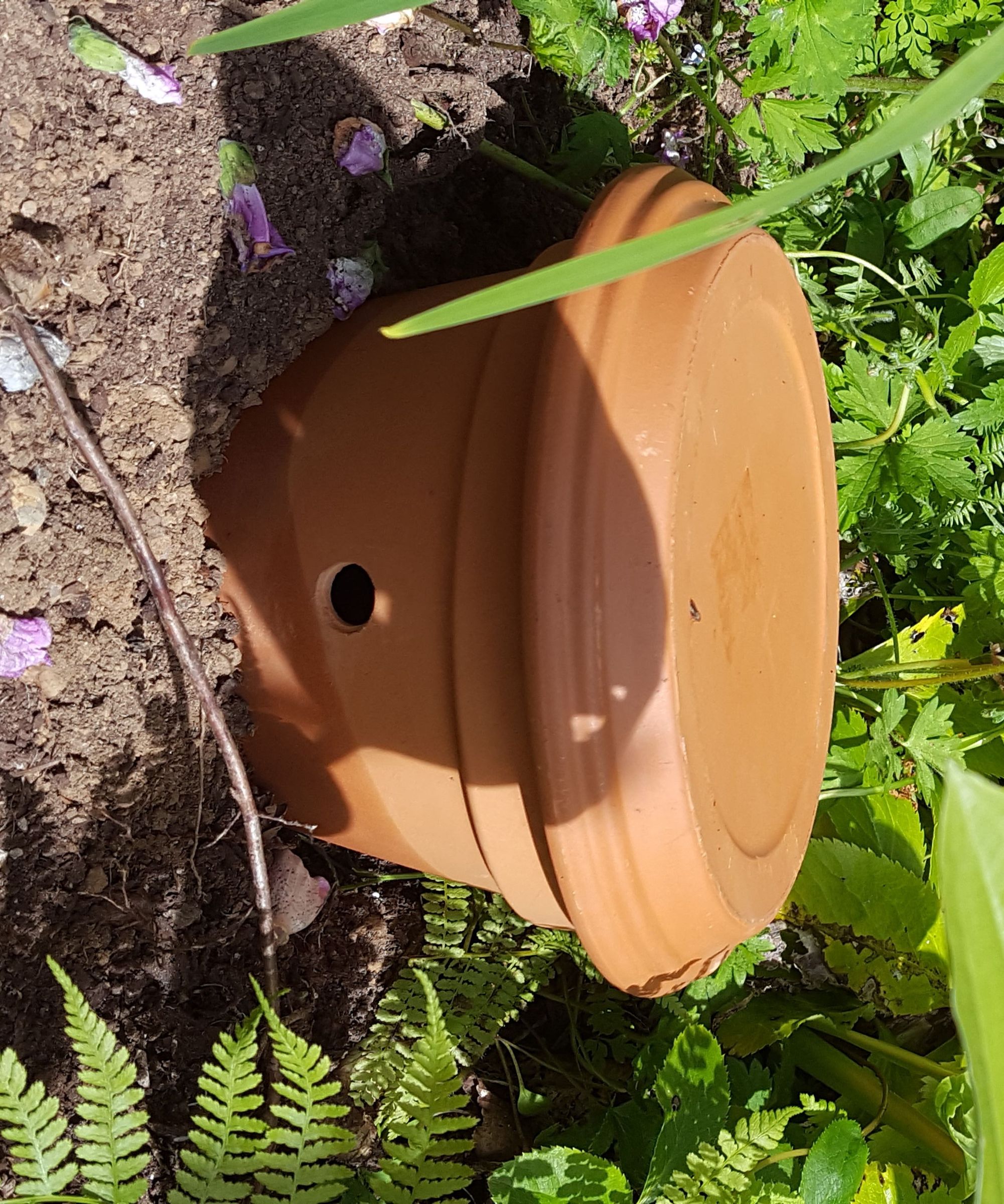 Bumble Bee Nest