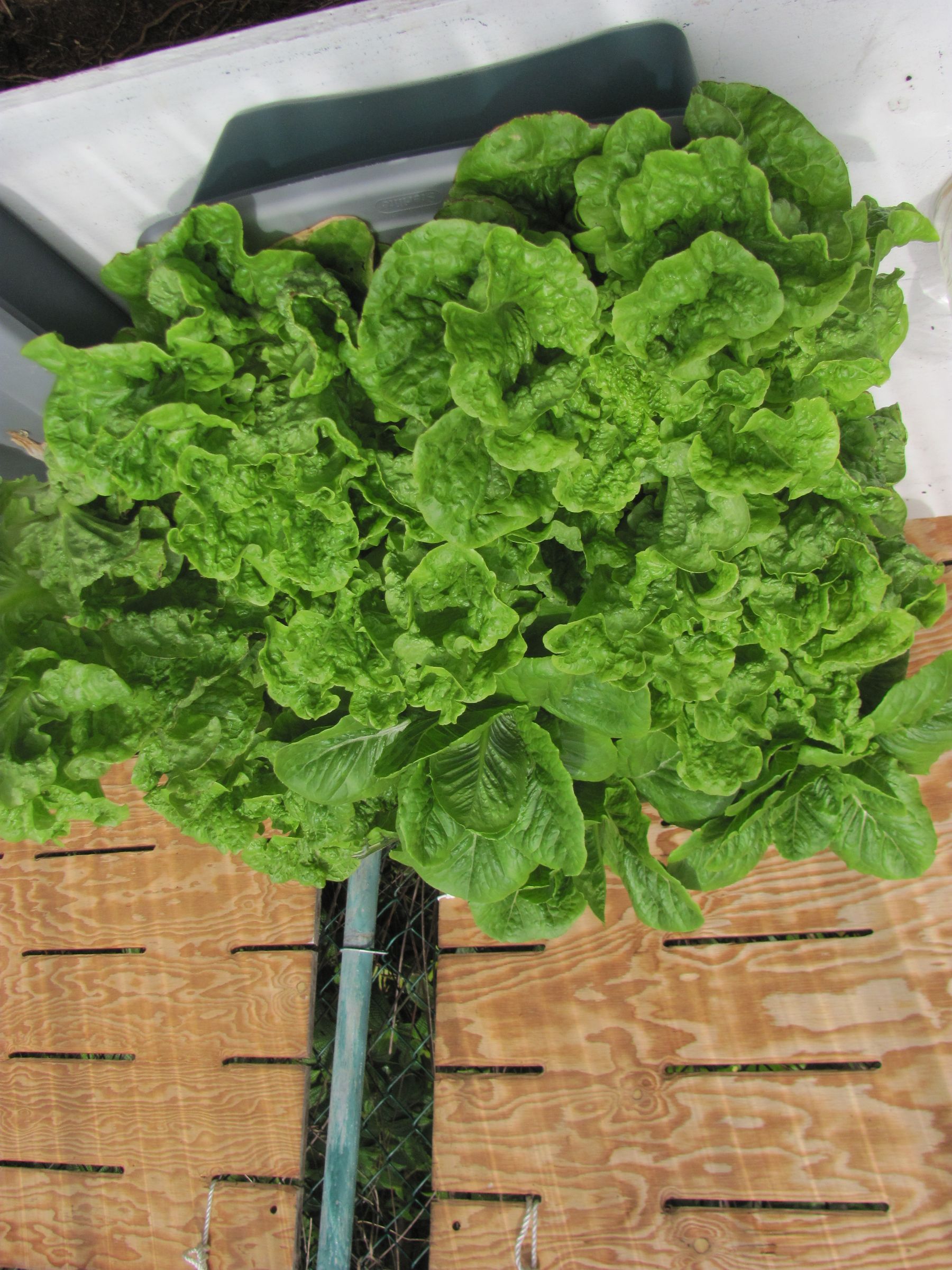 Kratky's Non-circulating Hydroponics