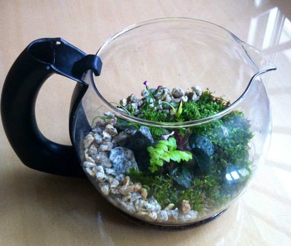 Terrarium