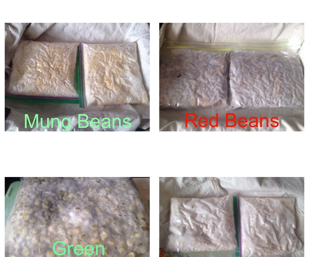 Fermenting Beans - DIY Tempeh