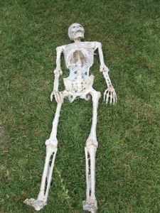 How to Corpse a Skeleton (The Quick and Dirty Way That DOES NOT Involve ...