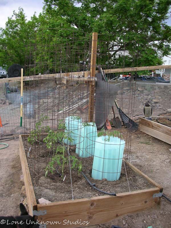 Simple Tomato Cage