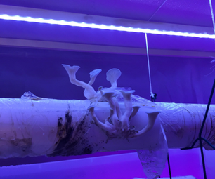 MOS - Mushroom Stack