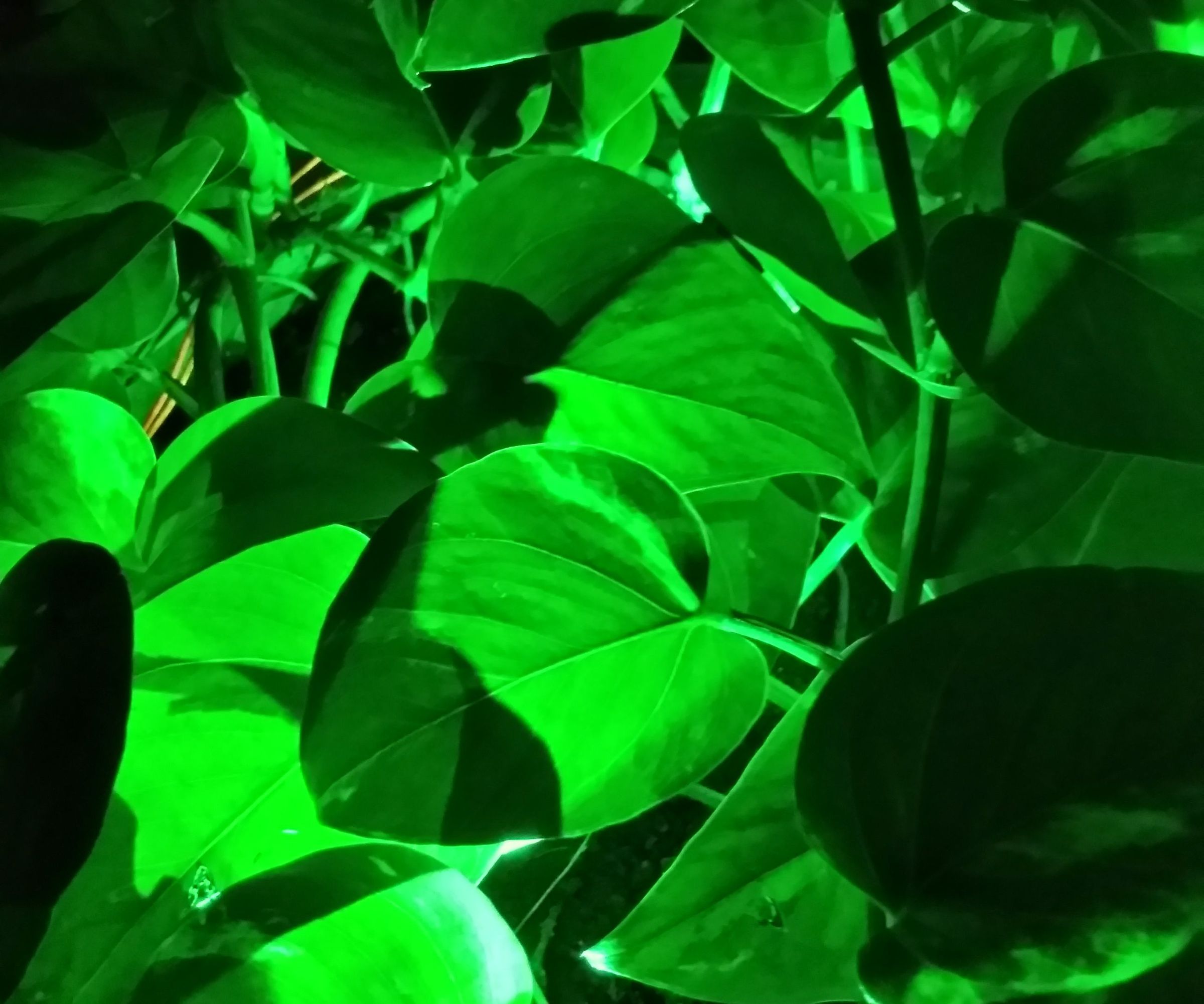 GLOWING TREES!!!