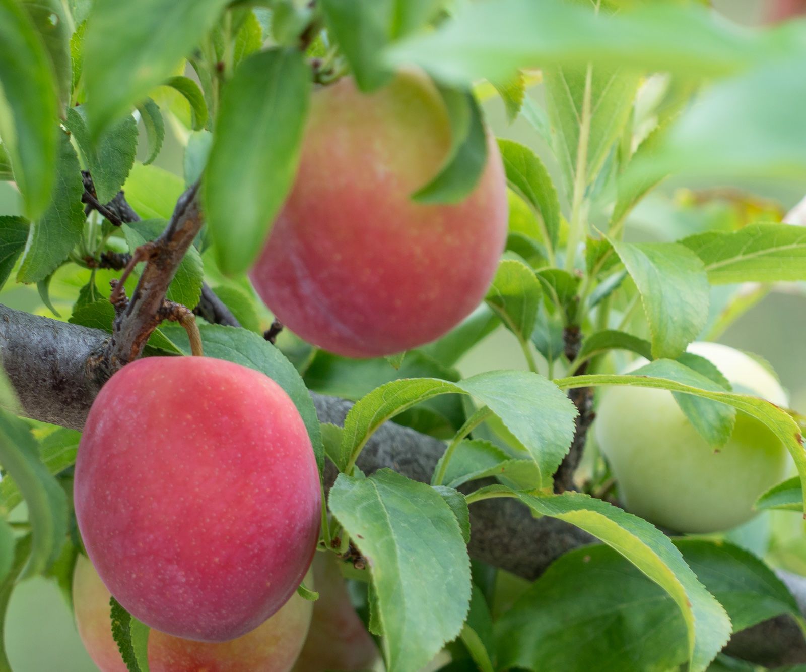 Top 5 Reasons for Thinning a Fruit Tree & How to Do It.