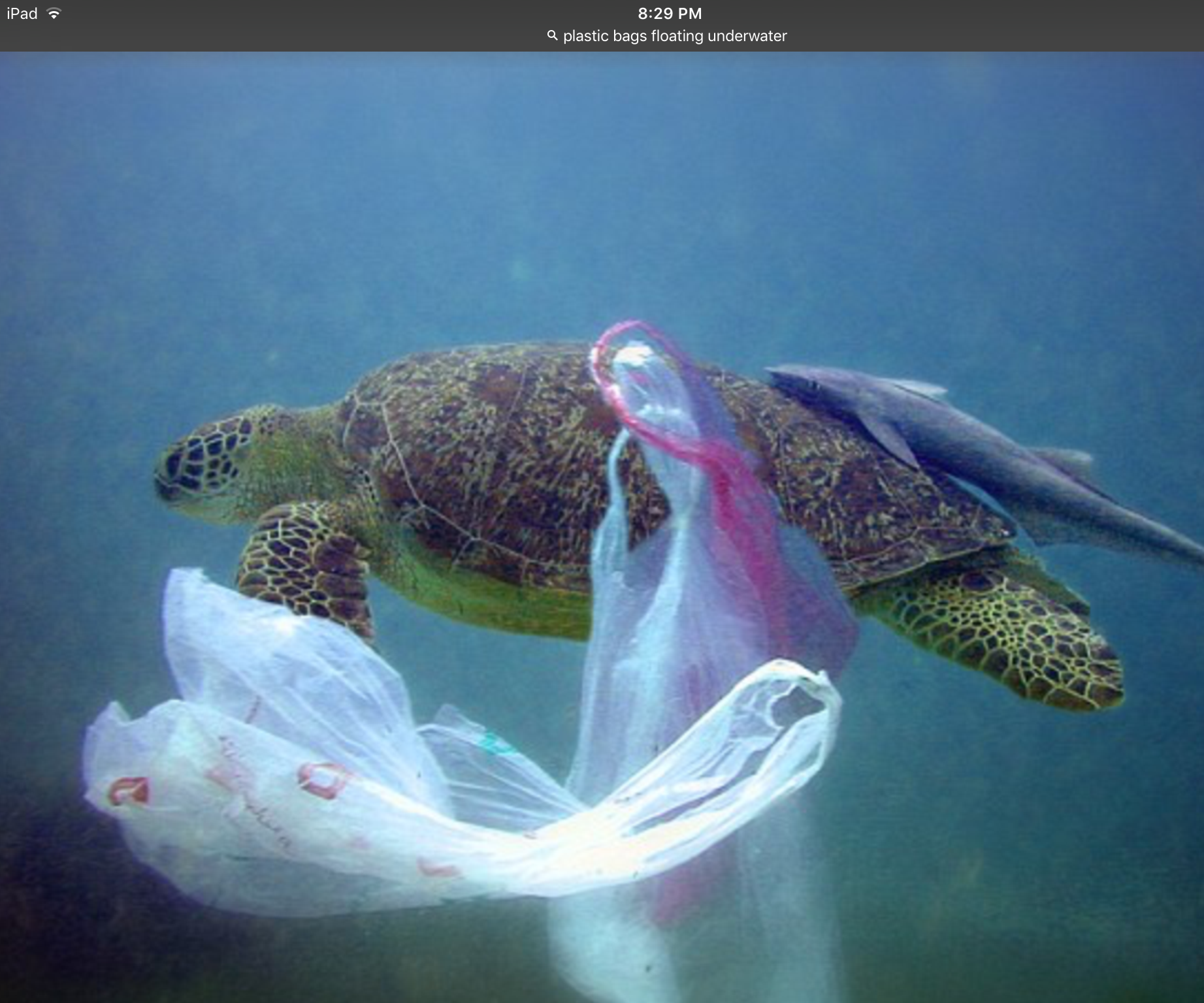 Save Ocean Wildlife at Home