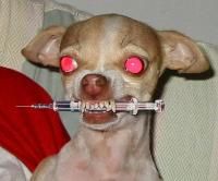 radioactivedog