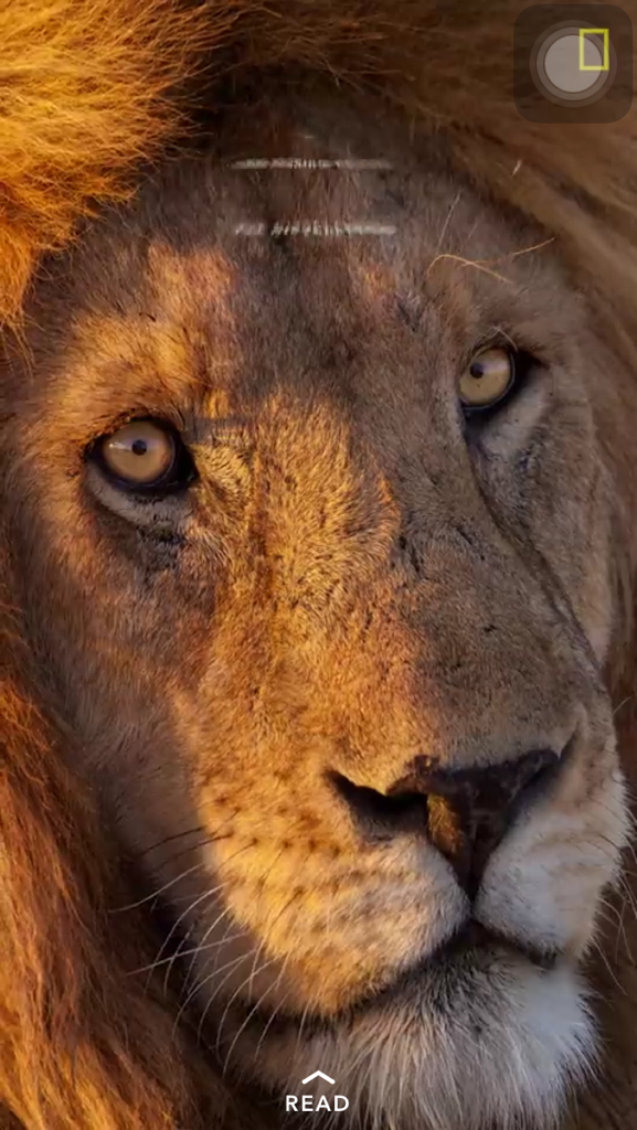 lionlover24