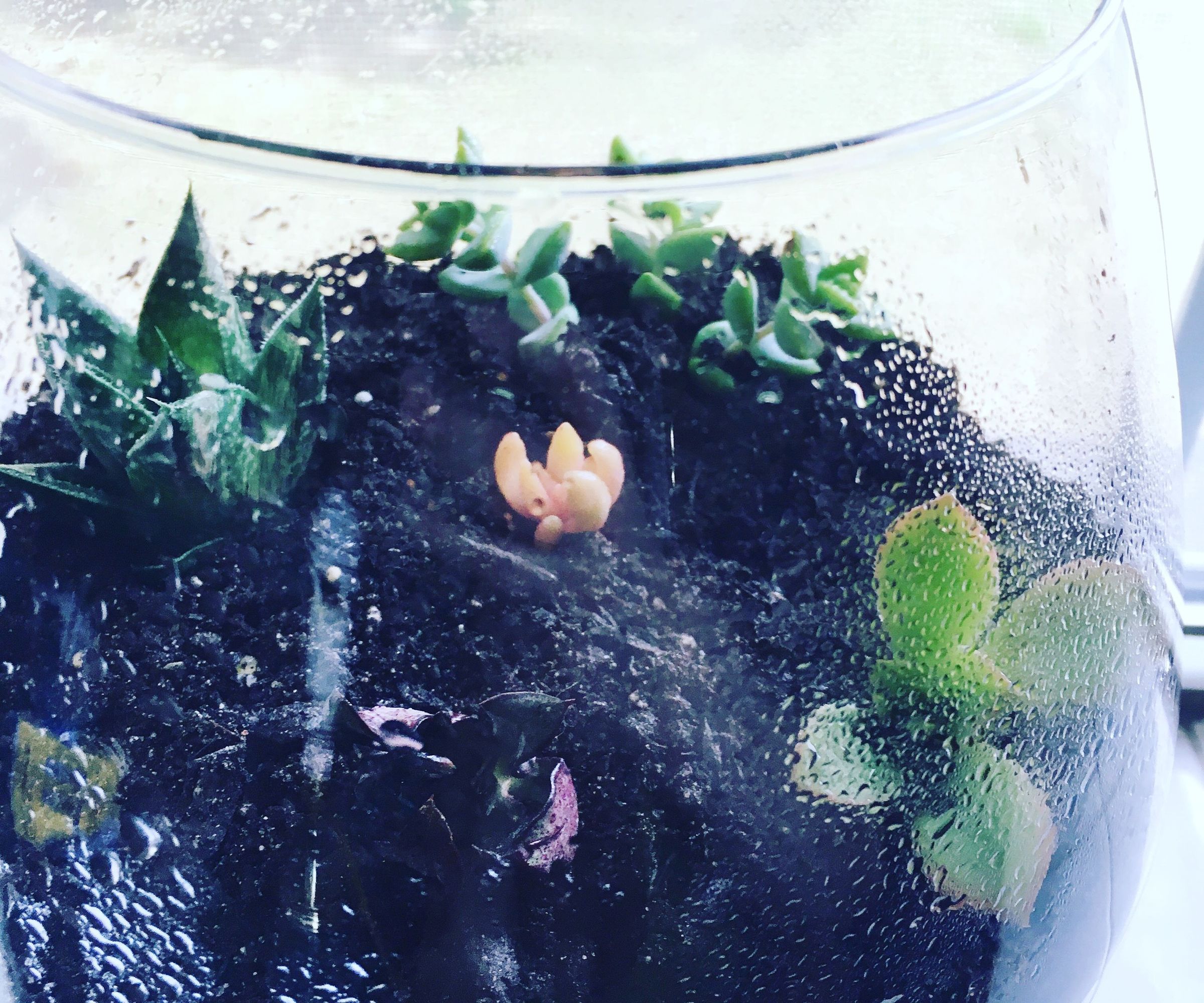 Indoor Succulent Garden