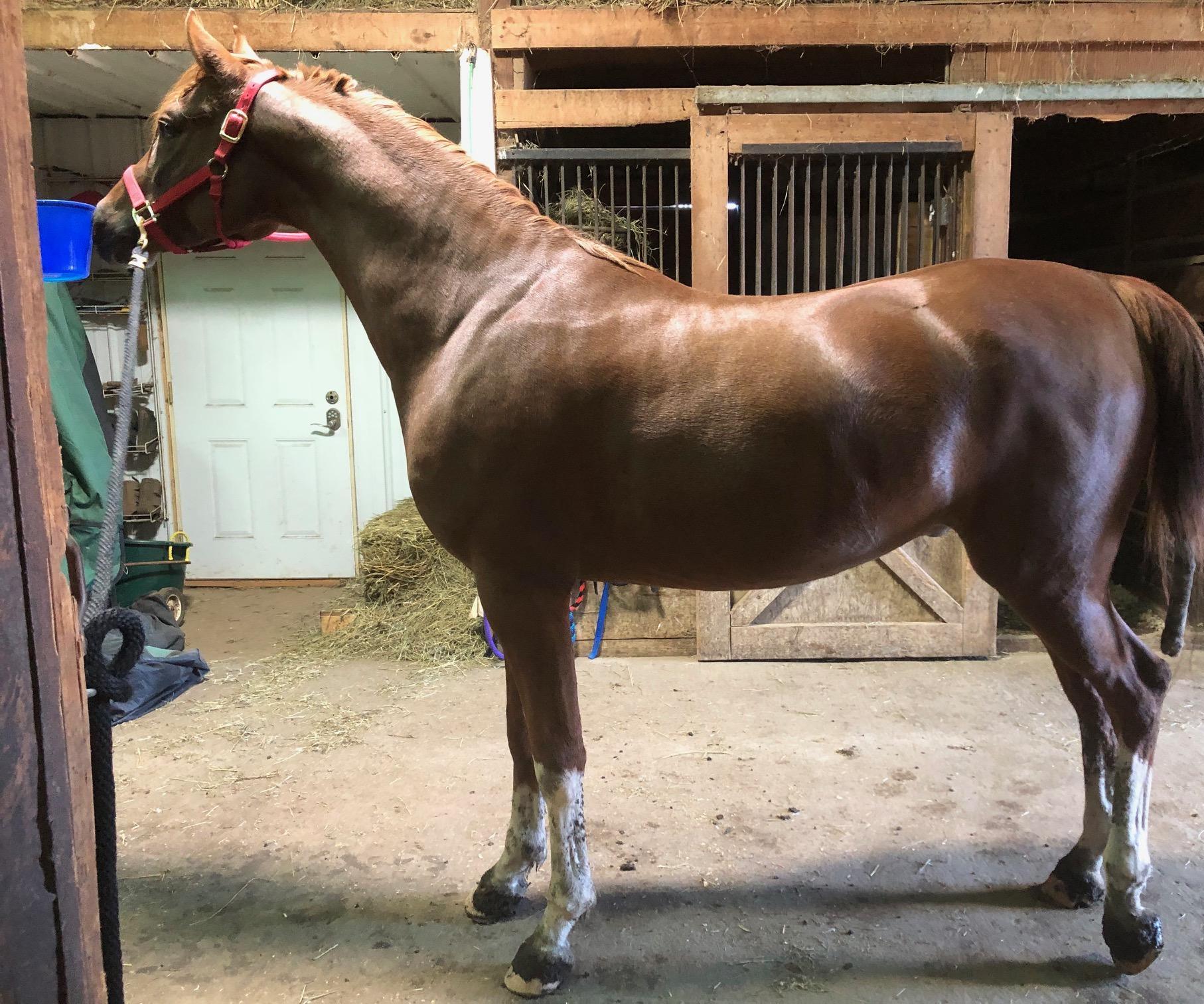 Tacking Up a Dressage Horse 7 Steps (with Pictures) Instructables