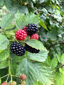 Oreo-crust Blackberry Cheesecake Bars (No Bake)