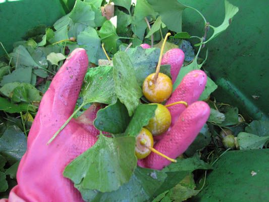 How to Safely Harvest and Prepare Ginko Nuts