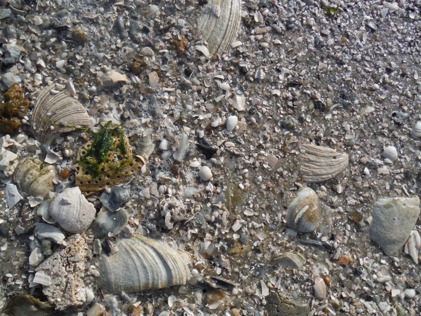 How to Find Shark Teeth : 10 Steps (with Pictures) - Instructables