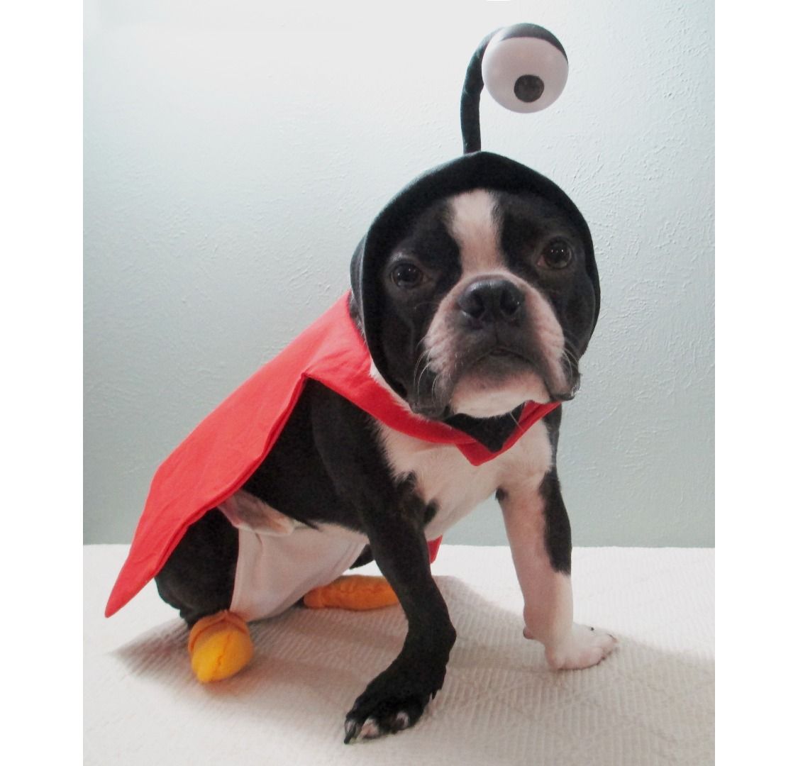 Nibbler From Futurama Dog Costume 16 Steps (with Pictures