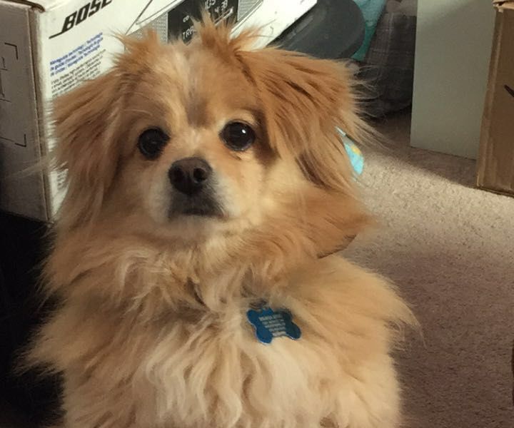 How to Bathe Your Dog