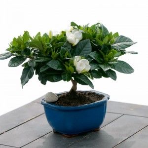 Living Plants That Are Best for Your Home