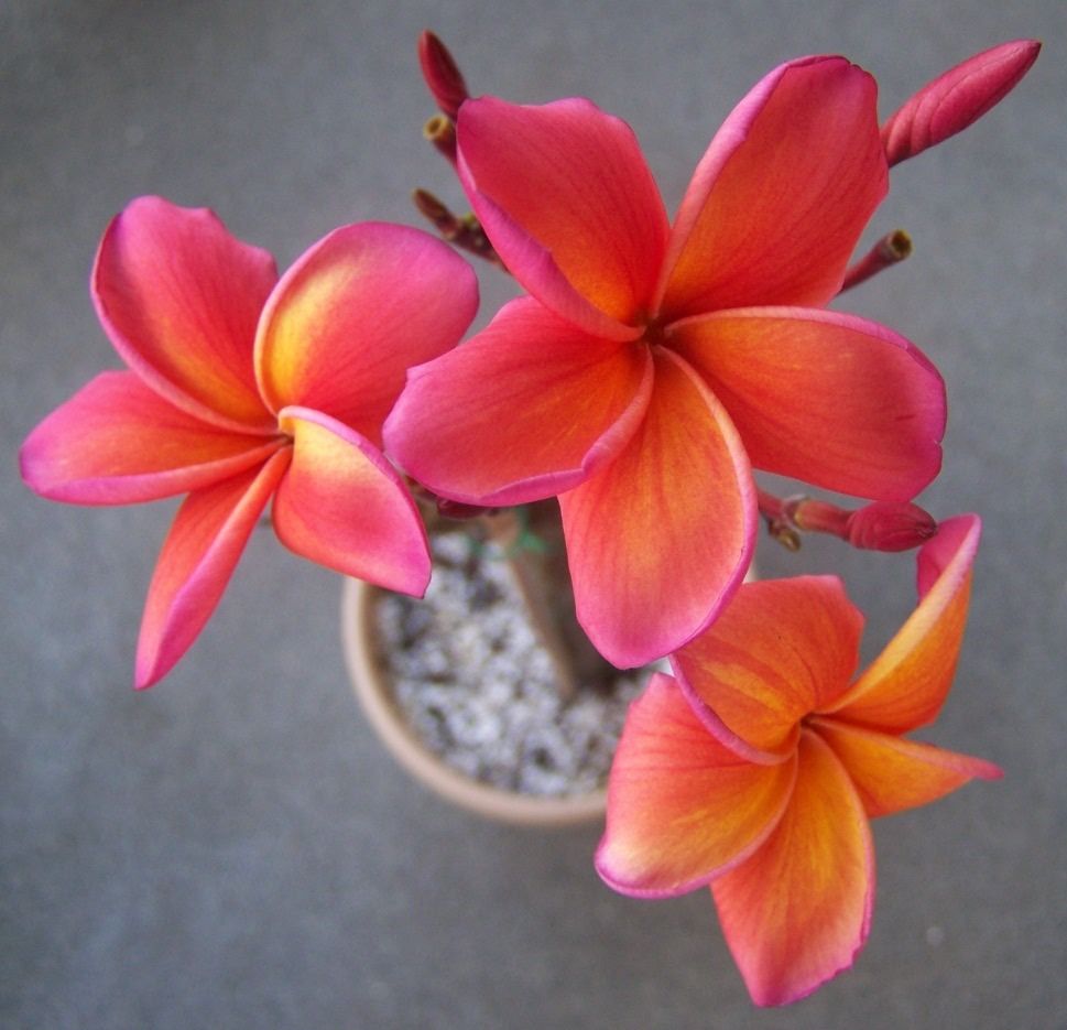 Purchasing Plumeria Cuttings Plants And Seedlings On eBay