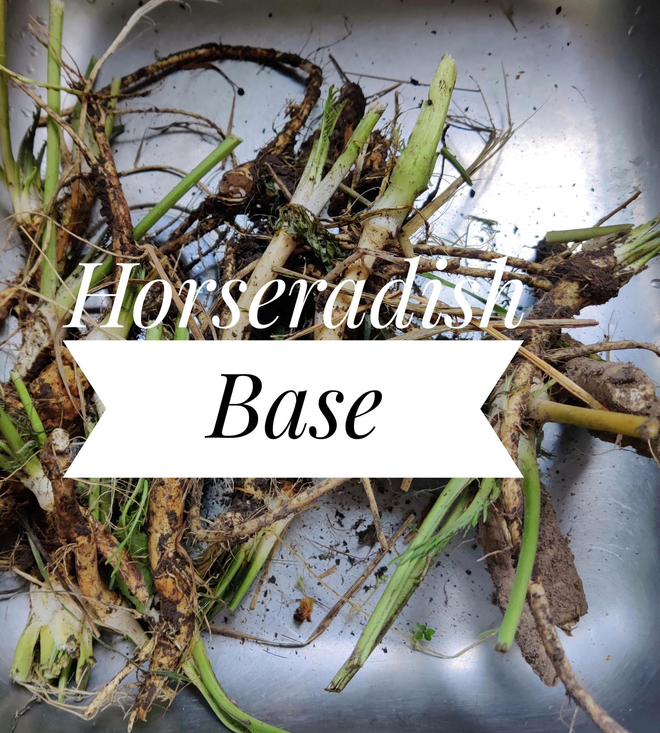 Basic Horseradish Condiment