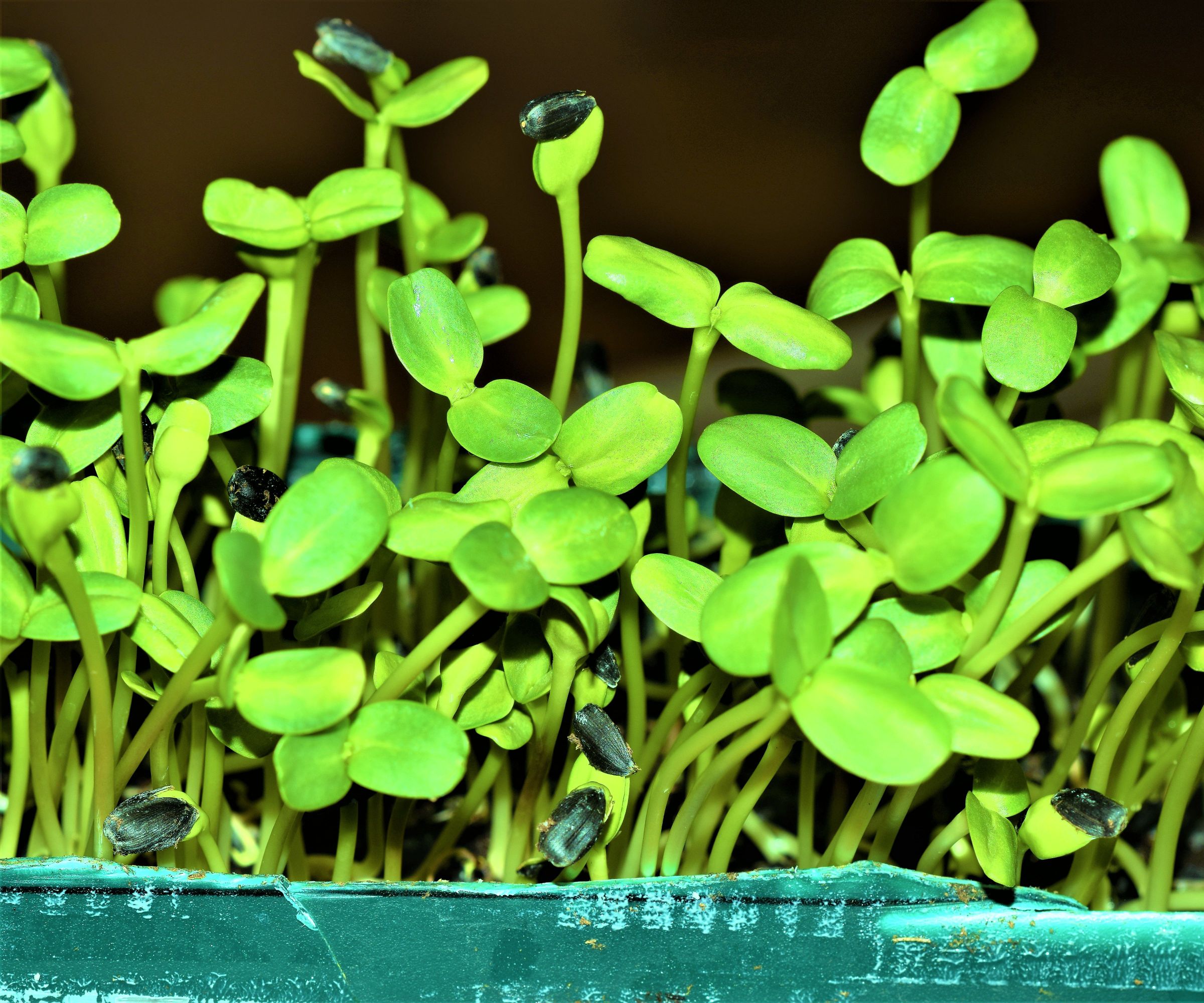 Year-Round Indoor Salad Gardening( Stage II) 