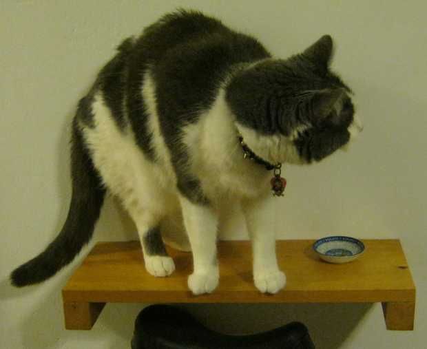 Floating Cat Shelves
