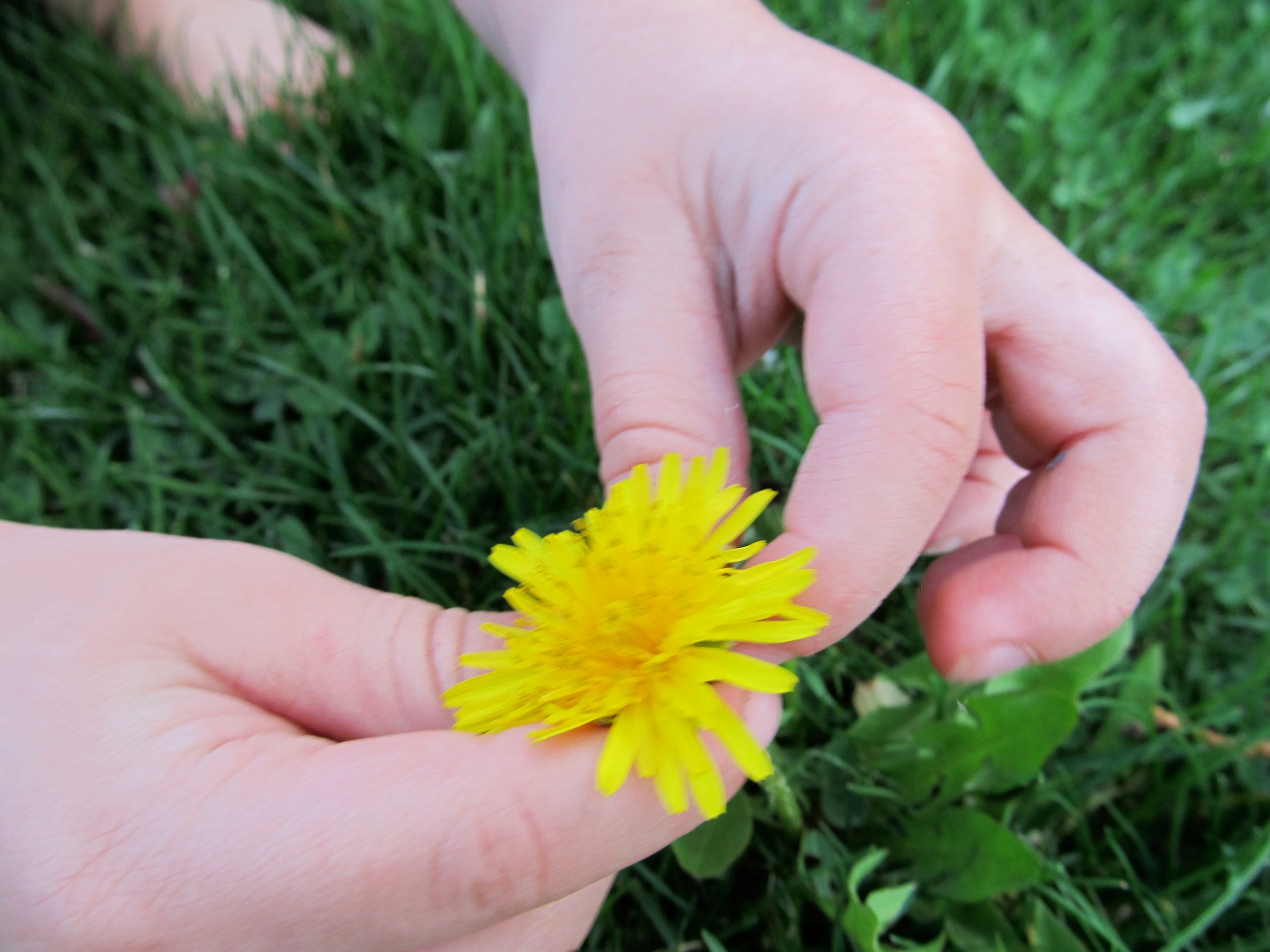 Harvest Your Dandelions!